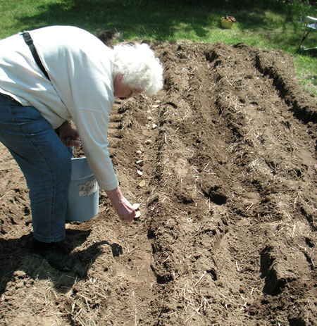 88 year old Mary Orff planting potatoes in Epsom NH