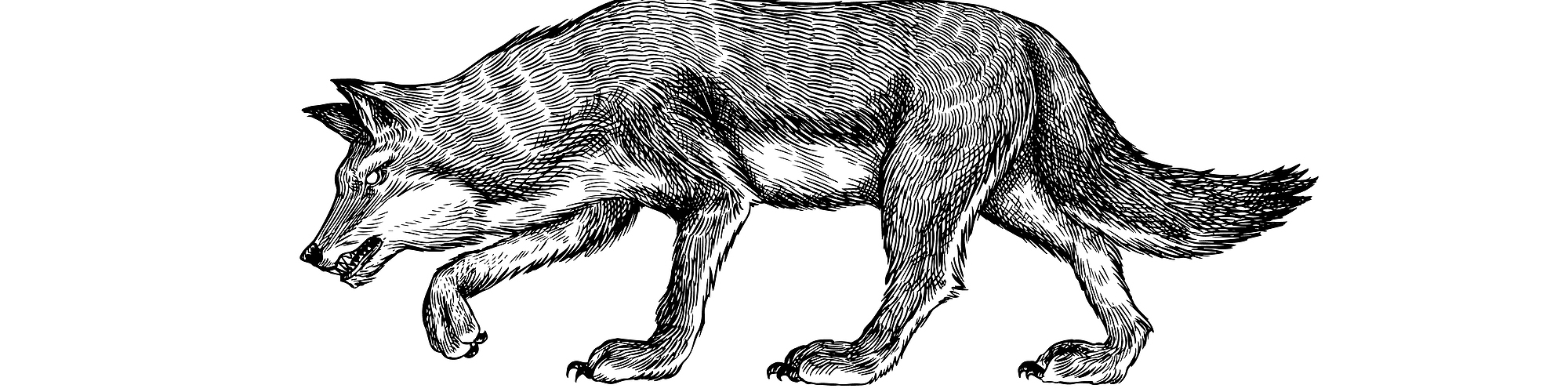 Vintage Illustration of Grey Wolf.
