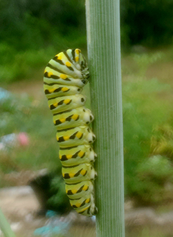 Black Swallowtail Caterpillar