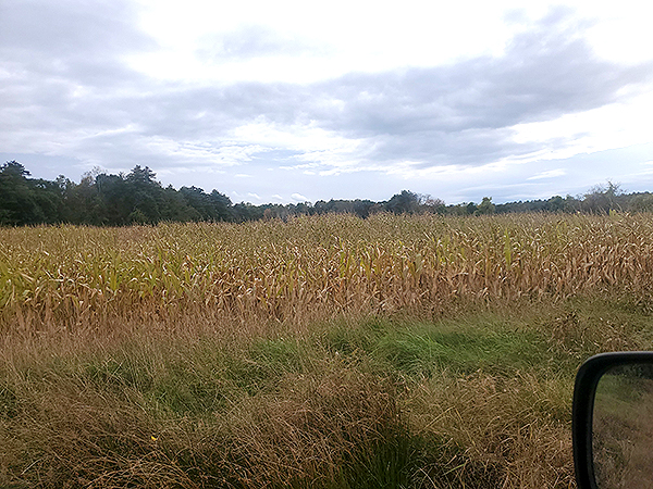 ghost corn