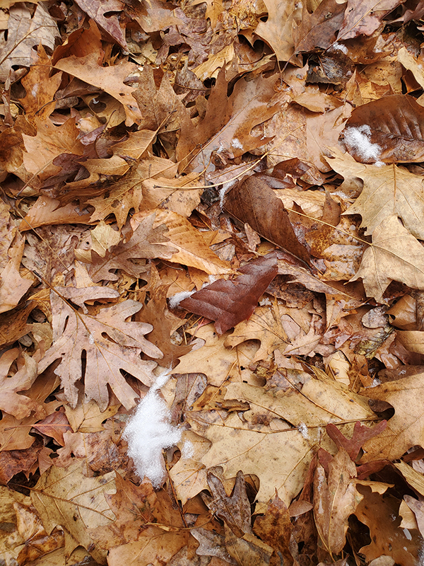 snow in leaves
