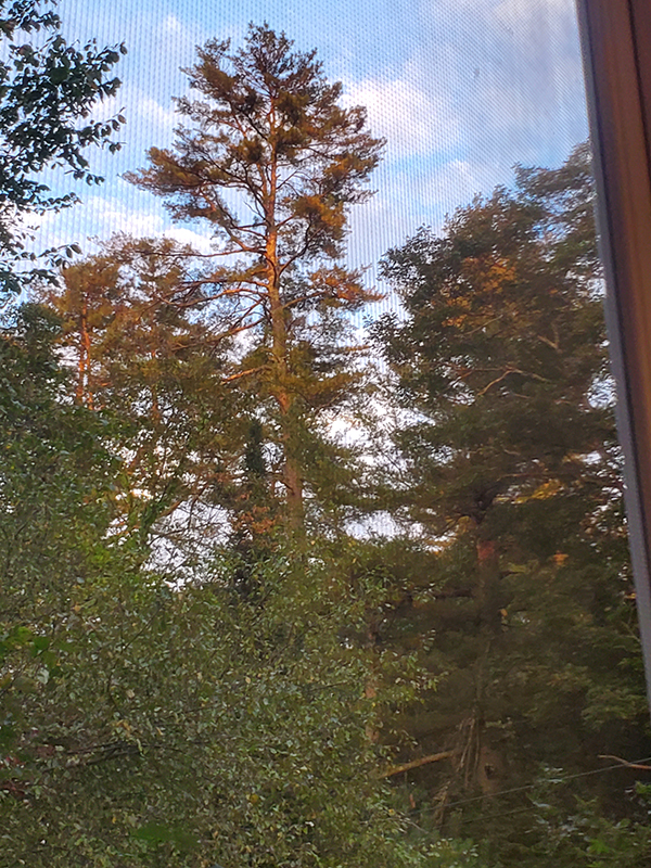 White pine summer