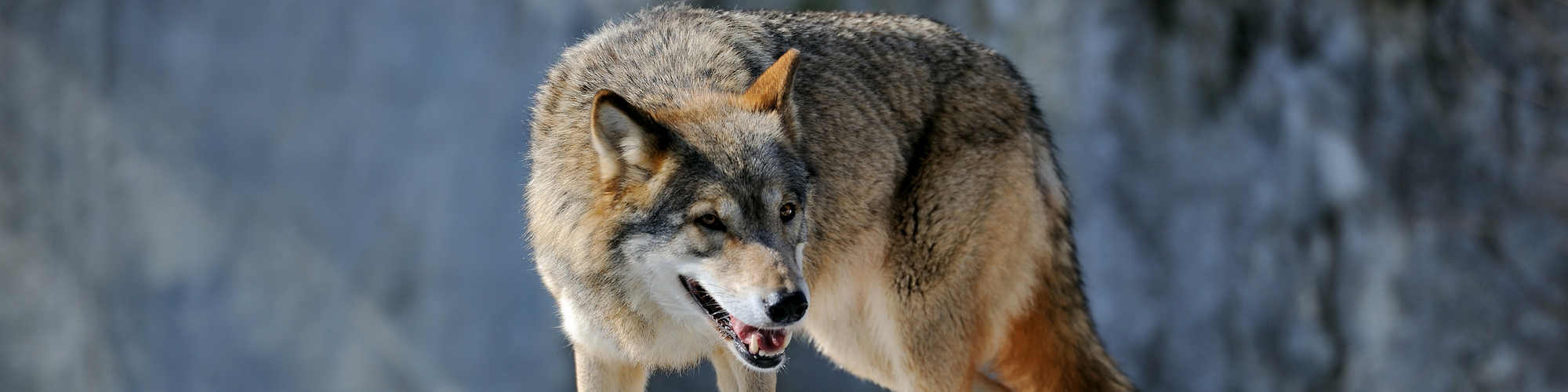 Stock photo of a gray wolf Gray Wolf