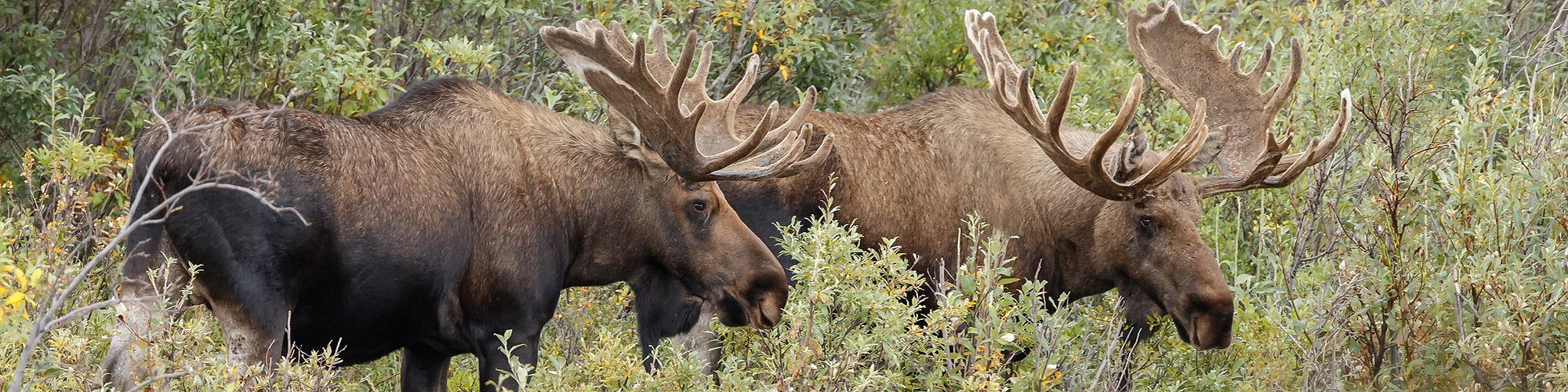 Two male moose walking Moose