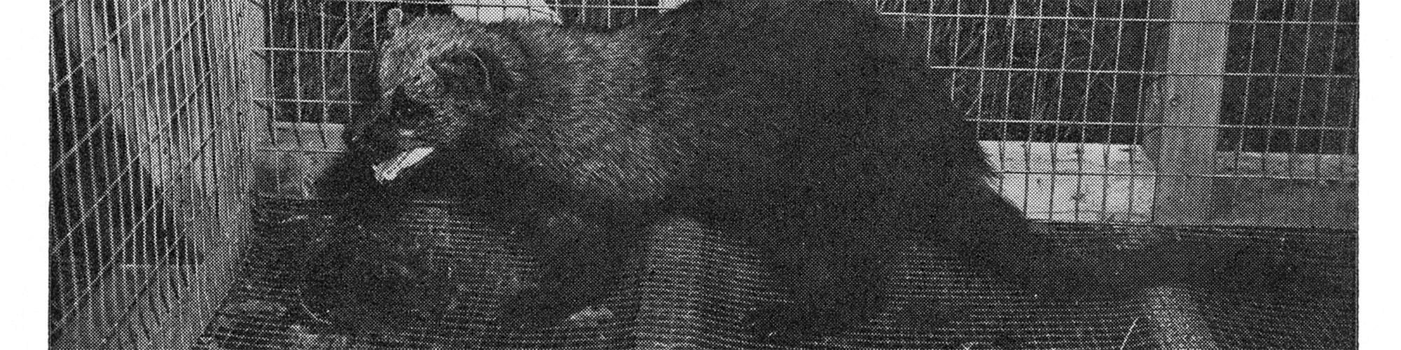 Fisher- Photo is from History of NH Game and Furbearers by Helenette Silver Fisher - Photo is from History of NH Game and Furbearers by Helenette Silver.