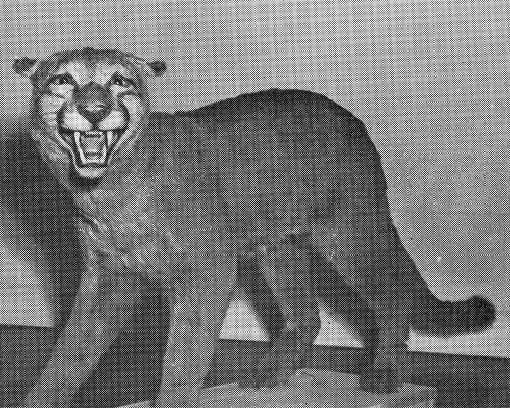 Mountain Lion - Photo is from History of NH Game and Furbearers by Helenette Silver Mountain Lion - Photo is from History of NH Game and Furbearers by Helenette Silver.