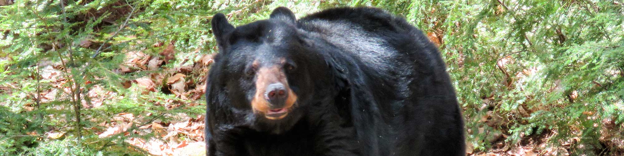 Black Bear - Photo is from Squam Lakes Natural Science Center, used with permission.