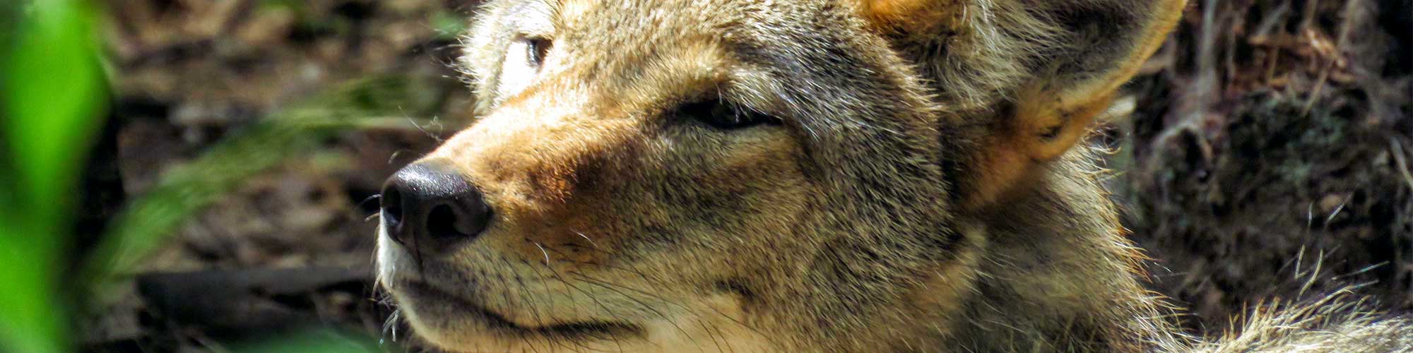 Coyote- Photo is from Squam Lakes Natural Science Center, used with permission. Coyote- Photo is from Squam Lakes Natural Science Center, used with permission.