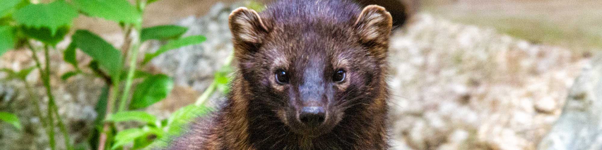 Fisher - Photo is from Squam Lakes Natural Science Center, used with permission.