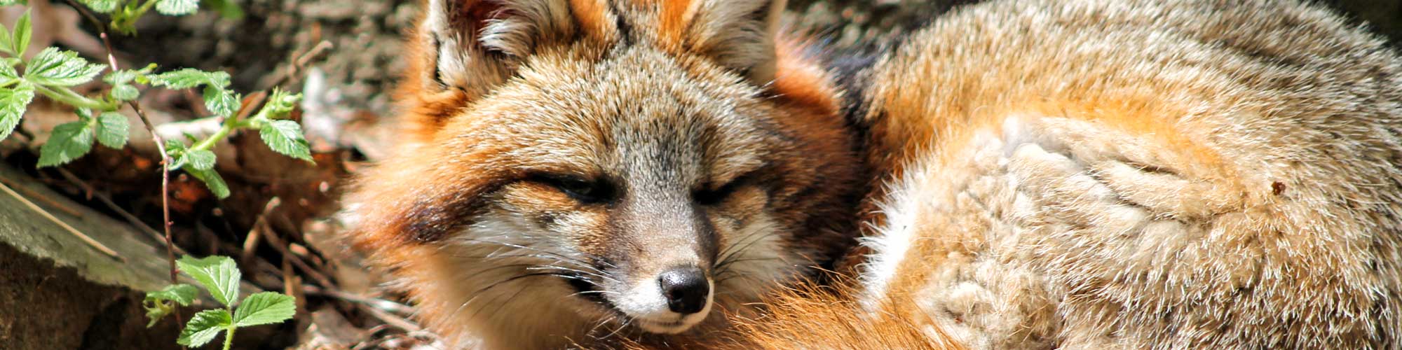 Gray Fox- Photo is from Squam Lakes Natural Science Center, used with permission.