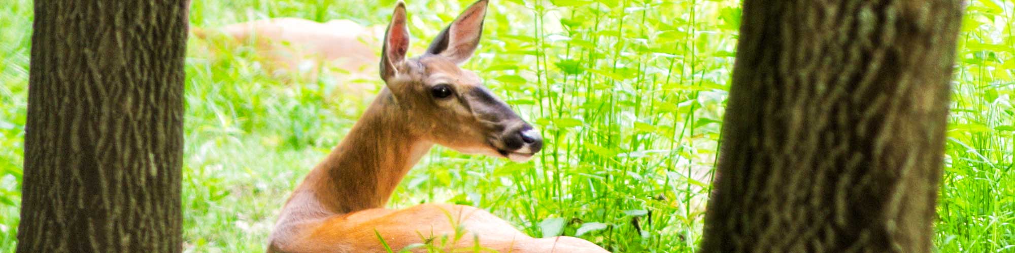 White Tail Deer - Photo is from Squam Lakes Natural Science Center, used with permission.