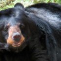 Bear- Photo from Squam Lakes Natural Science Center
