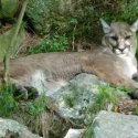 Mountain Lion - Photo from Squam Lakes Natural Science Center