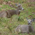 Deer- Photo from Squam Lakes Natural Science Center